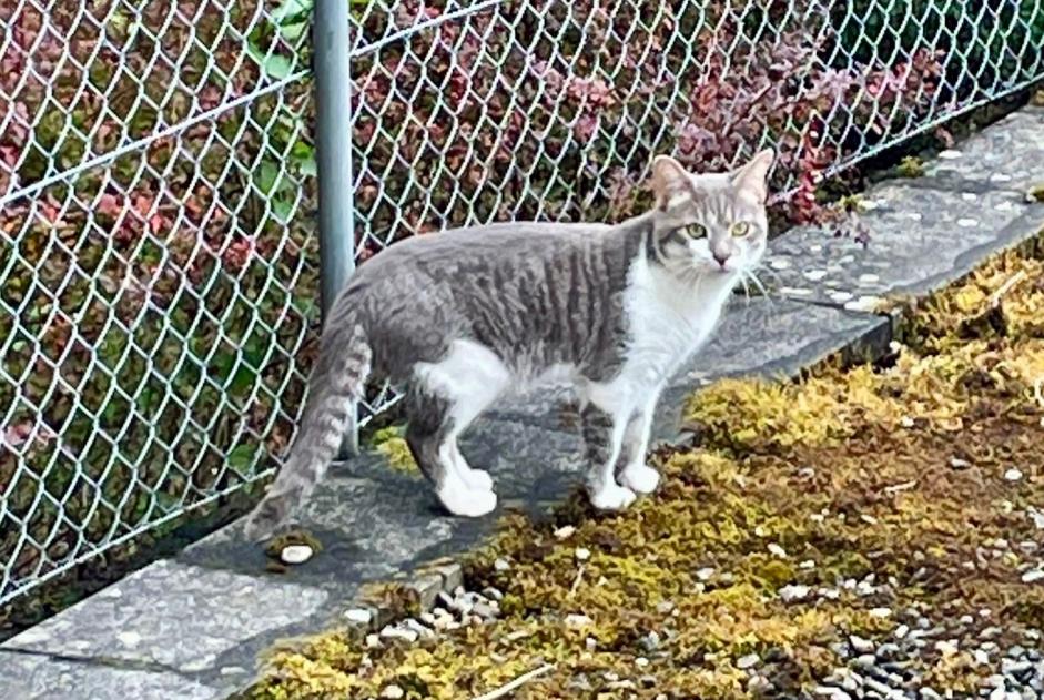 Discovery alert Cat Unknown , Between 9 and 12 months Fribourg Switzerland
