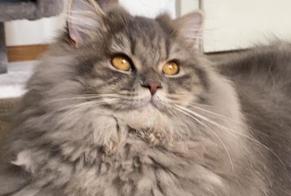Disappearance alert Cat  Male , 3 years Salvan Switzerland