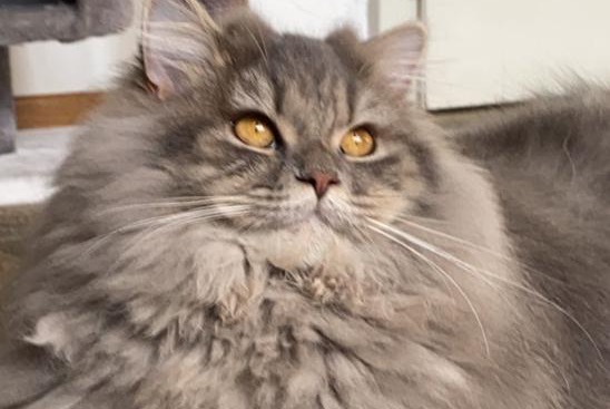 Disappearance alert Cat  Male , 3 years Salvan Switzerland