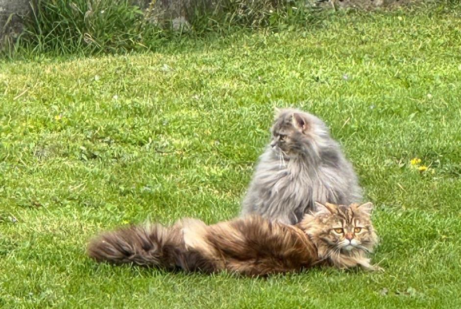Disappearance alert Cat  Male , 3 years Salvan Switzerland