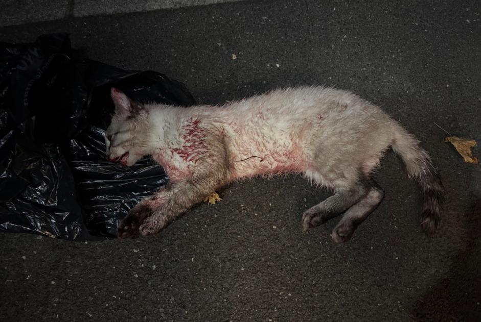 Discovery alert Cat Unknown Onex Switzerland