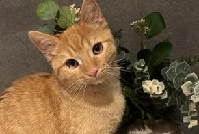 Disappearance alert Cat Male , 3 years Val-d'Illiez Switzerland
