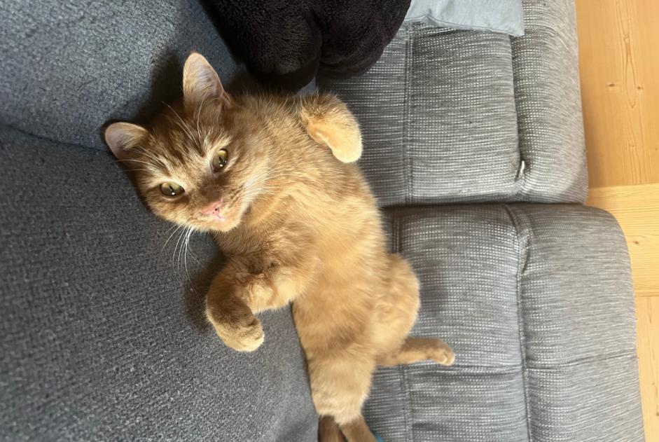 Disappearance alert Cat Male , 3 years Val-d'Illiez Switzerland