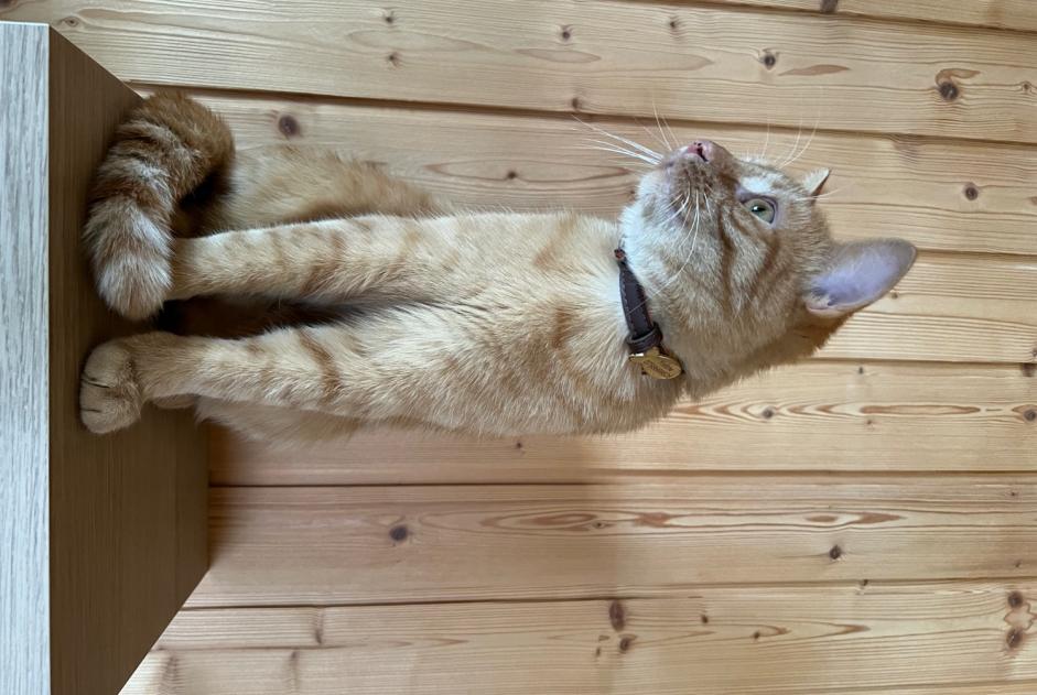 Disappearance alert Cat Male , 3 years Val-d'Illiez Switzerland
