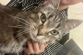 Discovery alert Cat Unknown Denges Switzerland