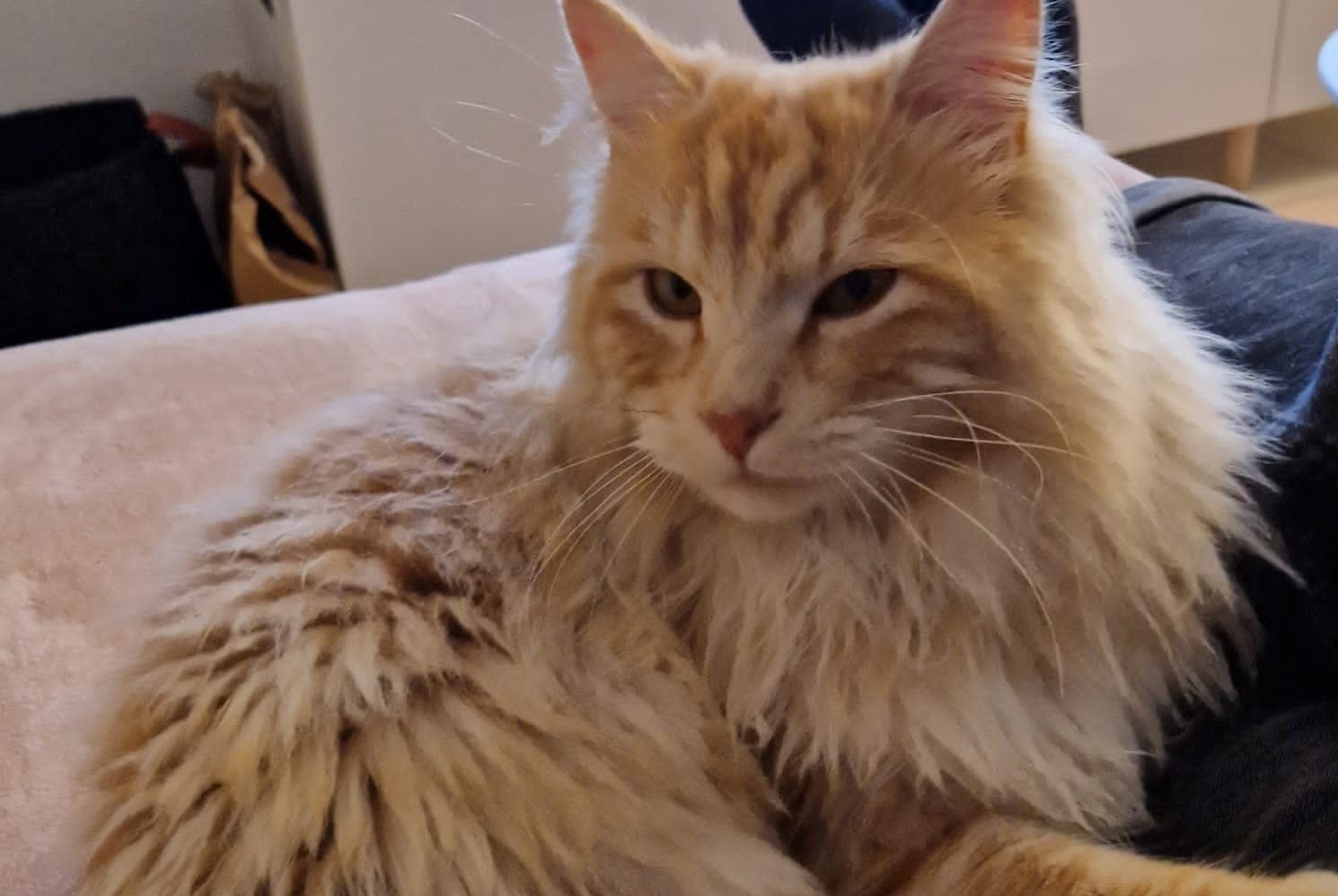 Disappearance alert Cat miscegenation  Male , 5 years Ogens Switzerland