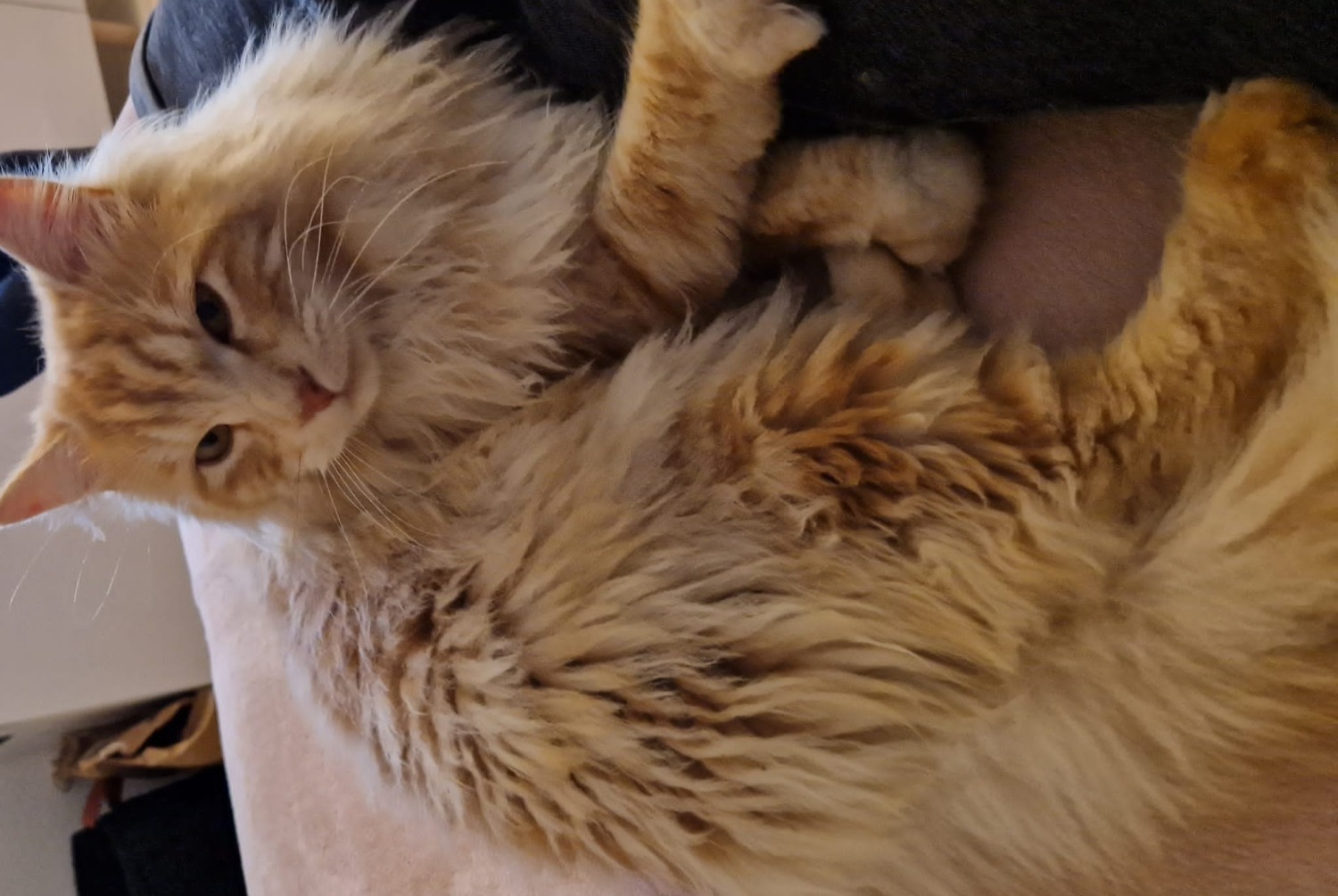Disappearance alert Cat miscegenation  Male , 5 years Ogens Switzerland