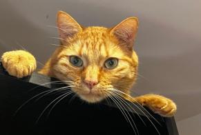 Disappearance alert Cat miscegenation  Male , 5 years Coppet Switzerland