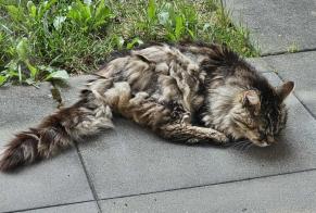 Discovery alert Cat Unknown Haute-Sorne Switzerland