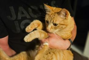 Discovery alert Cat Unknown Cottens Switzerland