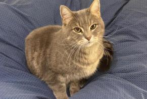 Disappearance alert Cat  Male , 9 years Carouge Switzerland