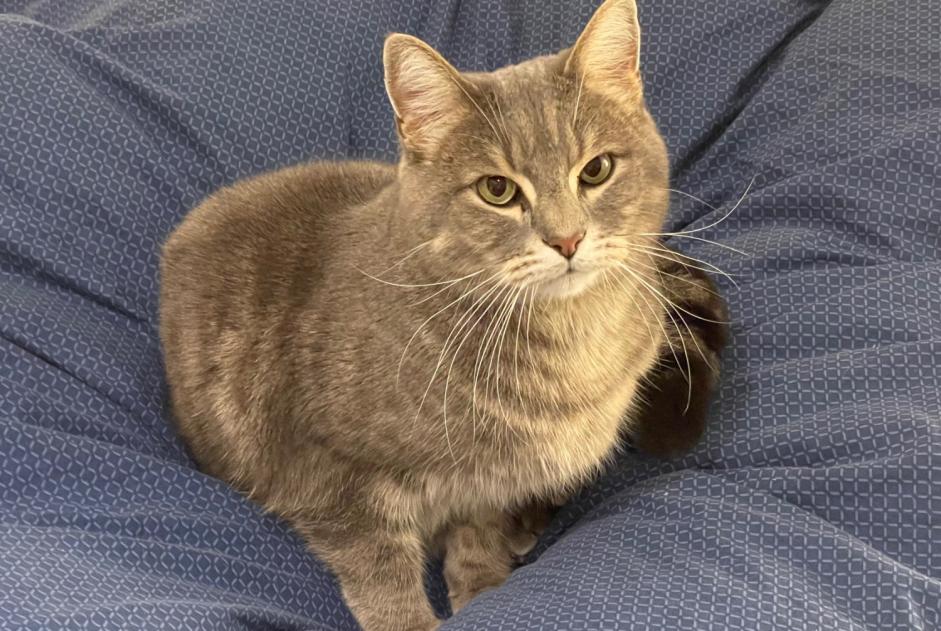 Disappearance alert Cat  Male , 9 years Carouge Switzerland