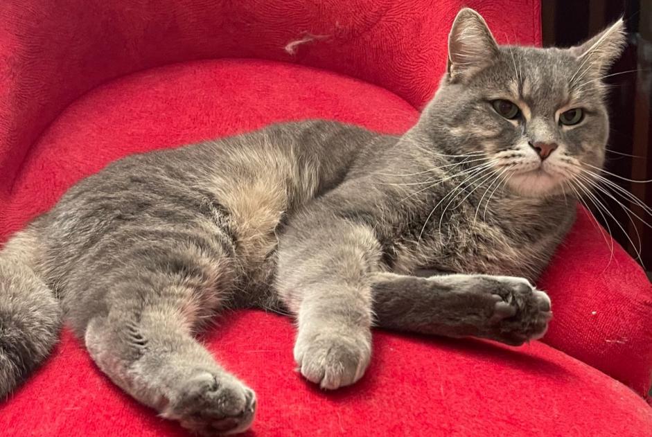 Disappearance alert Cat  Male , 9 years Carouge Switzerland