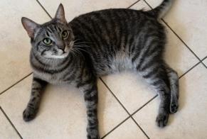 Disappearance alert Cat  Male , 1 years genève Switzerland