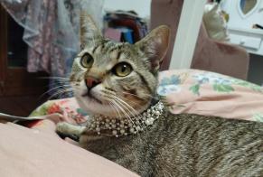Alerta de Desaparición Gato Macho , 1 años La Tour-de-Peilz Suiza