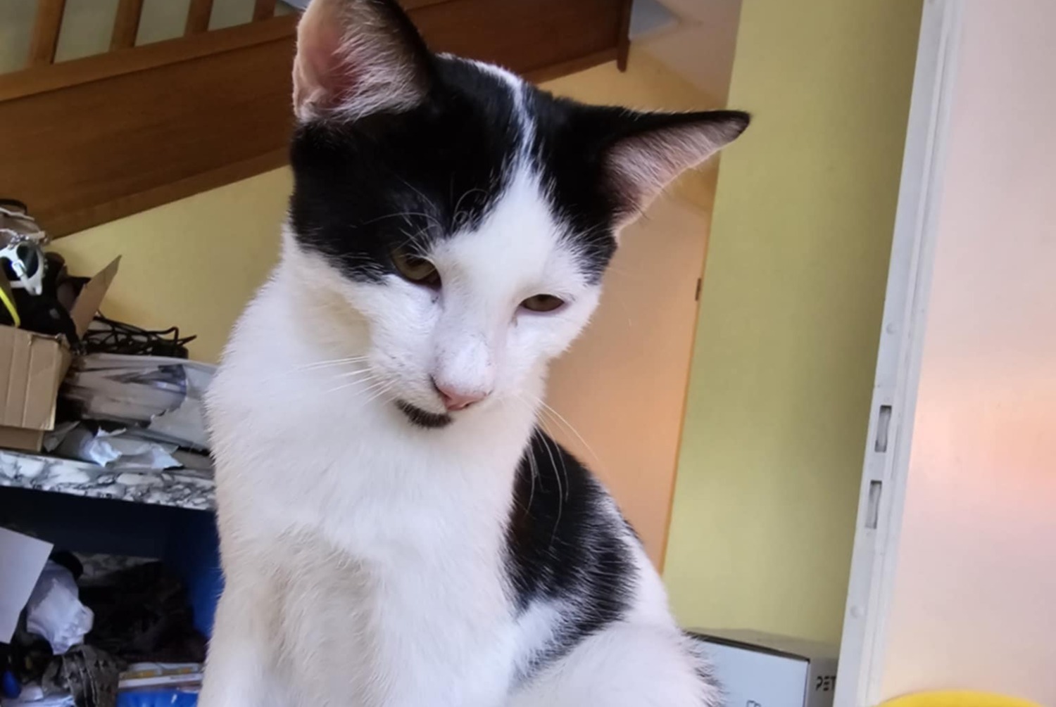 Alerta de Desaparición Gato Macho , 1 años Le Grand-Saconnex Suiza