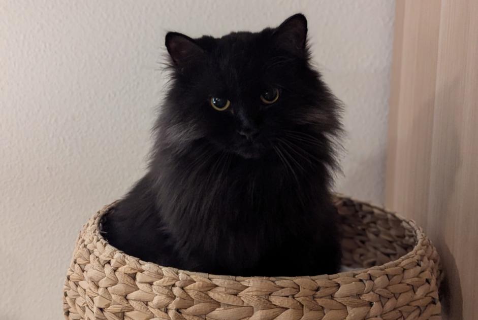Alerta de Desaparición Gato  Hembra , 2 años Ollon Suiza