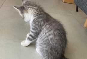 Alerta de Hallazgo Gato cruce  Desconocido Oron Suiza