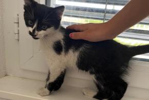Alerta de Hallazgo Gato Desconocido Ursy Suiza