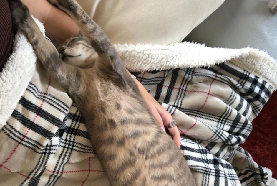 Alerta de Desaparición Gato cruce  Hembra , 3 años Montilliez Suiza