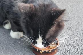 Alerta de Hallazgo Gato Desconocido Genève Suiza