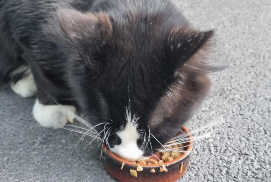 Alerta de Hallazgo Gato Desconocido Genève Suiza