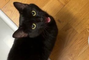 Alerta de Hallazgo Gato Desconocido , 3 años Bern Suiza