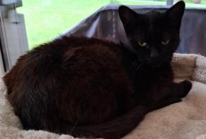 Alerta de Hallazgo Gato Desconocido Savièse Suiza