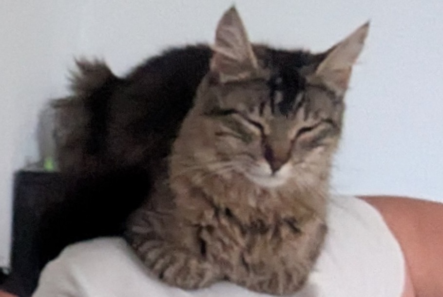 Alerte Disparition Chat  Femelle , 1 ans Gibloux Suisse