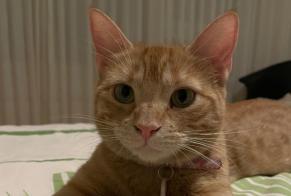 Alerte Disparition Chat Femelle , 4 ans Genève Suisse