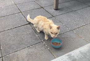 Alerte Découverte Chat Inconnu Val-de-Ruz Suisse