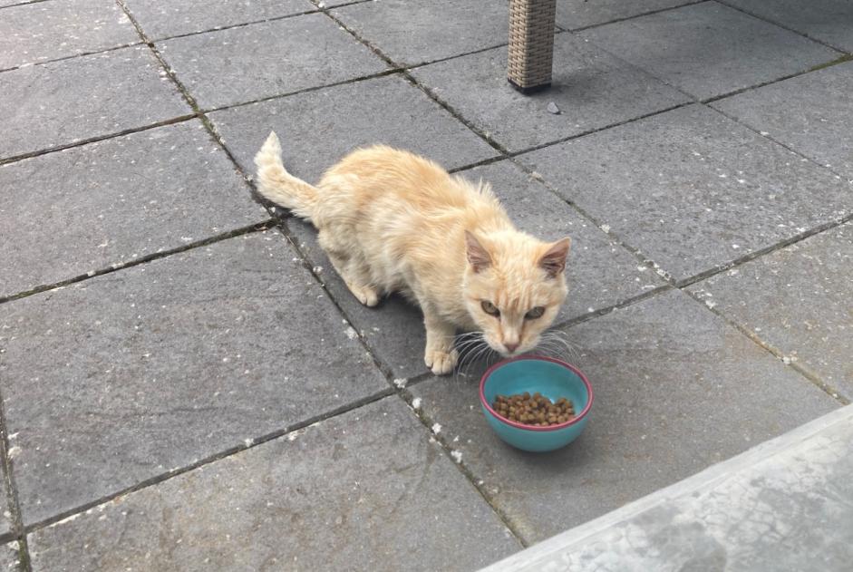 Alerte Découverte Chat Inconnu Val-de-Ruz Suisse