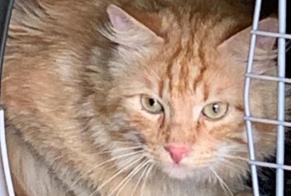 Alerte Disparition Chat Mâle , 6 ans Bernex Suisse