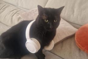 Alerte Disparition Chat Femelle , 4 ans Pully Suisse