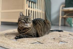 Alerte Disparition Chat Femelle , 10 ans La Brillaz Suisse