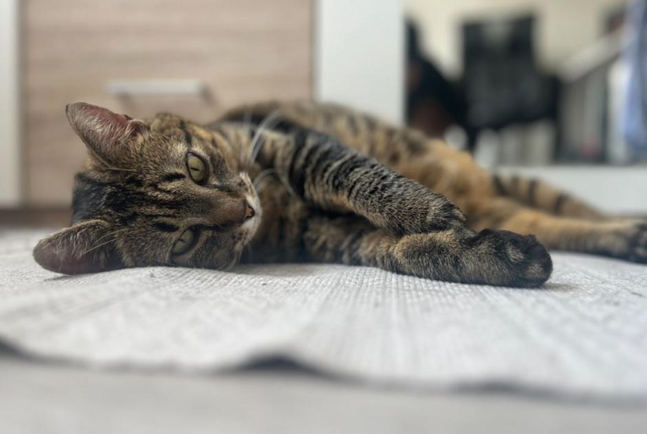 Alerte Disparition Chat Femelle , 10 ans La Brillaz Suisse