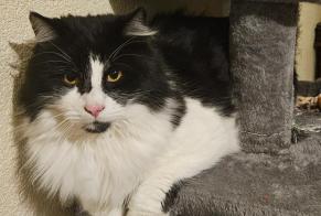 Alerte Disparition Chat Mâle , 2 ans Bulle Suisse