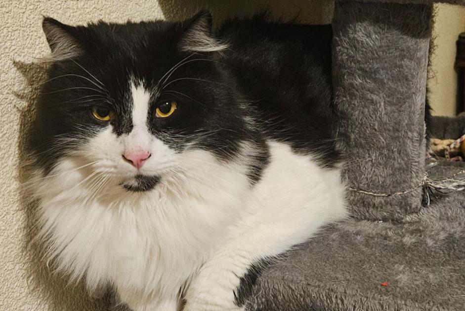 Alerte Disparition Chat Mâle , 2 ans Bulle Suisse