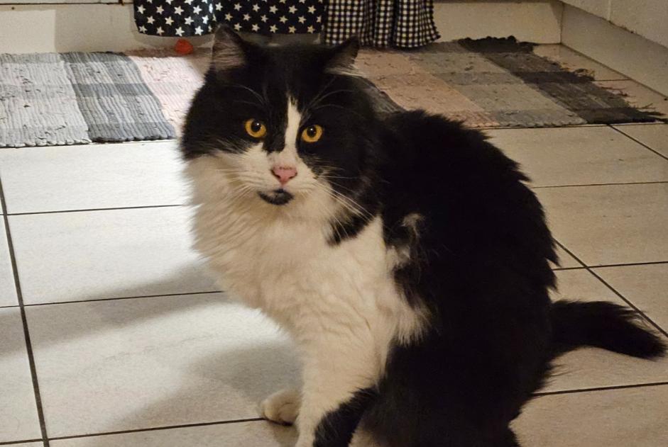 Alerte Disparition Chat Mâle , 2 ans Bulle Suisse
