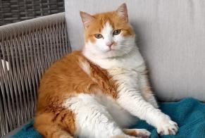 Alerte Disparition Chat Femelle , 15 ans Echallens Suisse