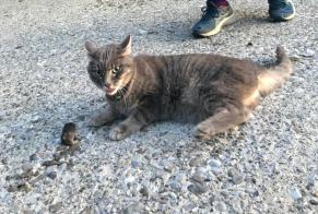 Alerte Disparition Chat Femelle , 2025 ans La Brillaz Suisse