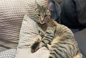 Alerte Disparition Chat  Mâle , 3 ans Morlon Suisse