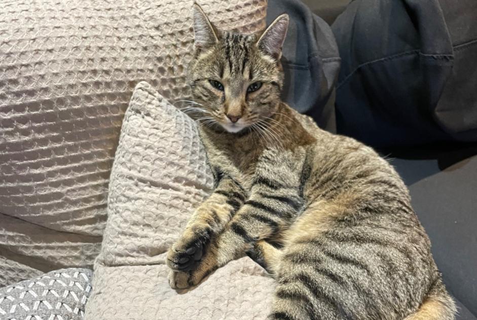 Alerte Disparition Chat  Mâle , 3 ans Morlon Suisse