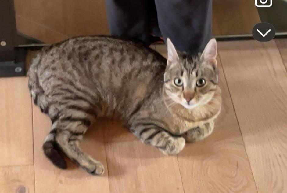Alerte Disparition Chat  Mâle , 3 ans Morlon Suisse