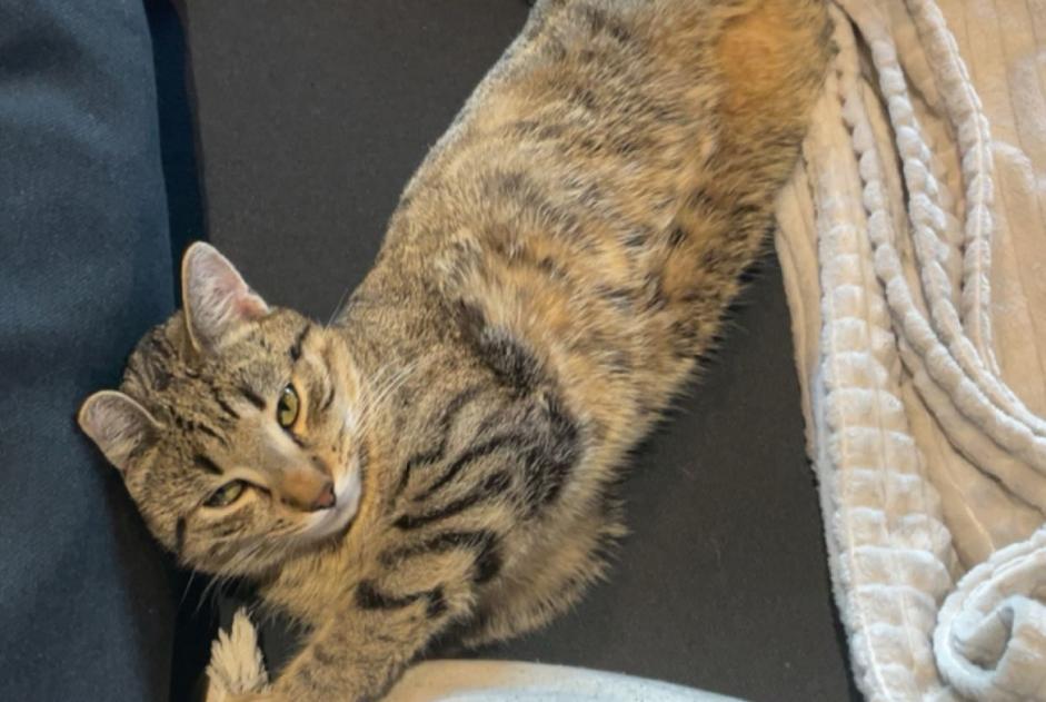 Alerte Disparition Chat  Mâle , 3 ans Morlon Suisse