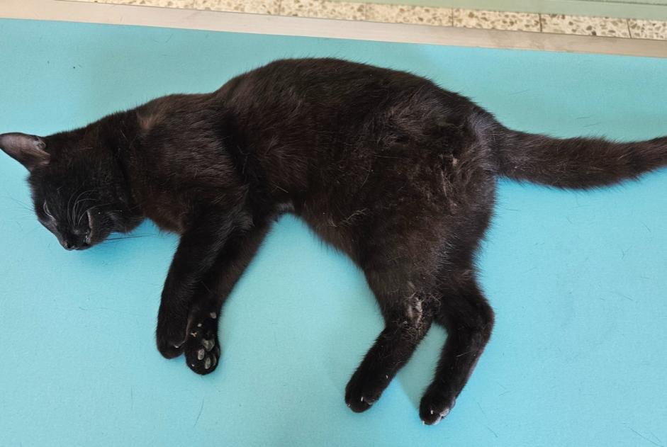 Alerte Découverte Chat Femelle Corbières Suisse