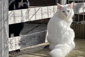 Alerte Disparition Chat  Mâle , 2 ans Hauteville Suisse