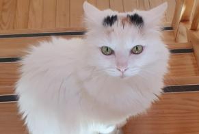 Alerte Disparition Chat croisement  Femelle , 6 ans Echichens Suisse