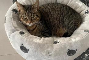 Alerte Disparition Chat Femelle , 18 ans Walchwil Suisse