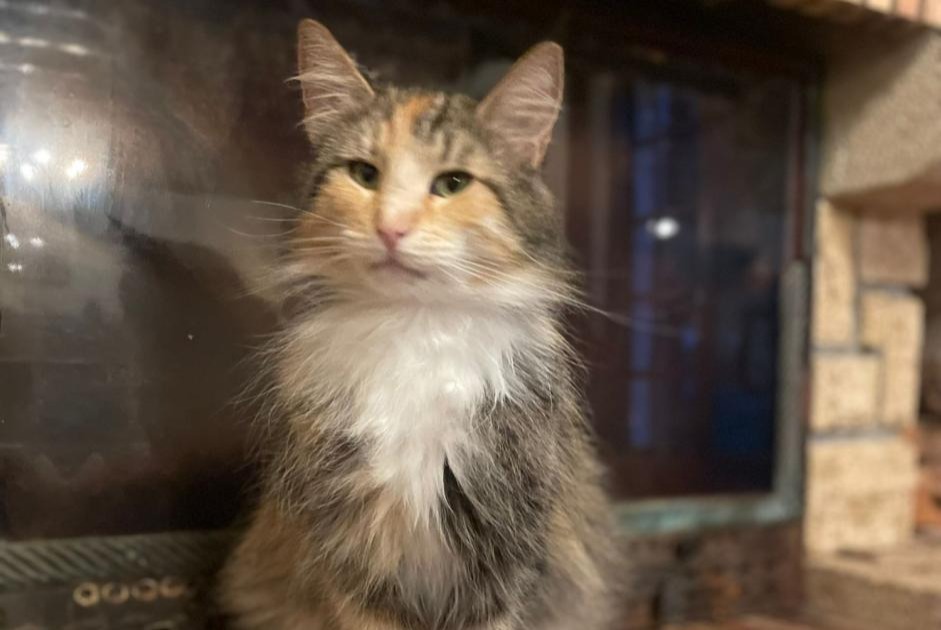 Alerte Disparition Chat  Femelle , 0 ans 1868 Collombey Suisse